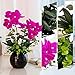 YILIYAJIA Artificial Orchid Bonsai with Ceramics Vase, Fake PU Real Touch Flowers Phalaenopsis Bonsai for Table Office Home Party Decoration (Style 1, Black Vase)
