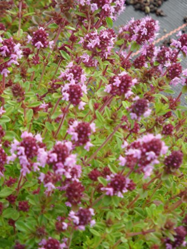 Thymus pulegioides - Arznei-Thymian, 50 Pflanzen im 5/6 cm Topf – Bild 6
