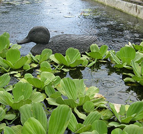 12 Water Lettuce from John's Pond Plants Floating Water Garden KOI Pond Plants Nursery Grown in Florida Aquatics Plants Nursery