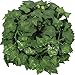 Muyisen 12 Pack Artificial Greenery Ivy Vine Leaves Garland for Wedding Party Garden Wall Party Decoration