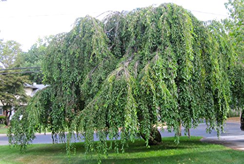 Weeping Yoshino Cherry Tree Shidare - Established Roots 2.5" Potted 3 plants by Growers Solution