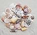 Beach Sea Shells in Mixed Colors, Approx. 50pcs Sizes 1