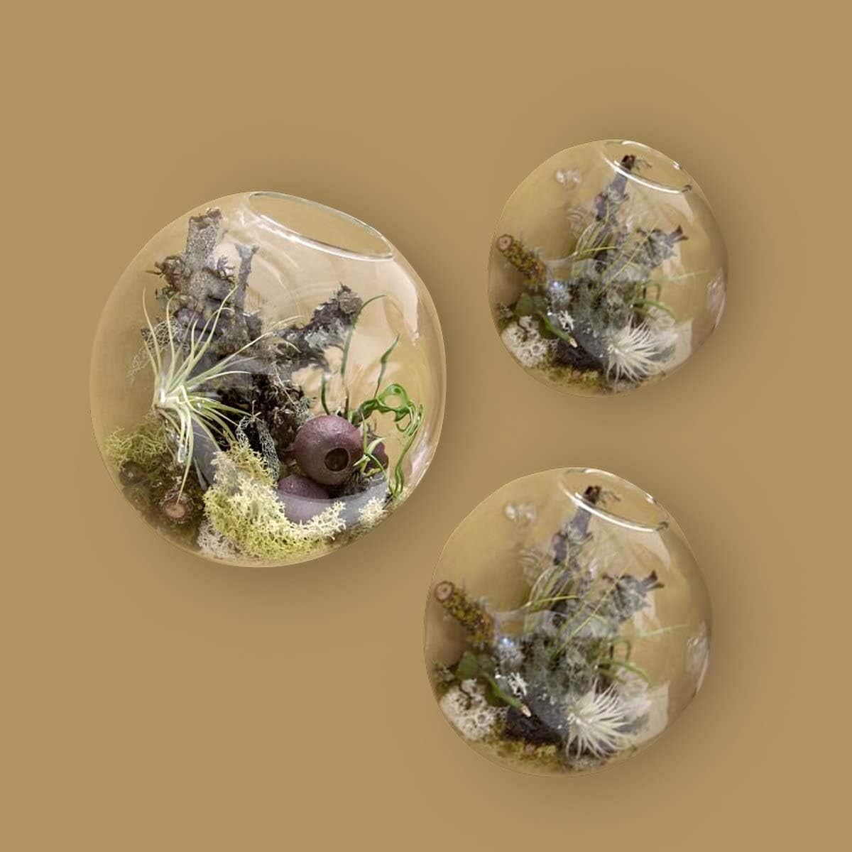 Set of 3 Wall Hanging Terrariums Indoor Plants Holders Wall Glass Vase for Flowers Wall Mounted Planters for Succulents Air Plants Wall Decoration for Sunroom Living Room: Garden & Outdoor