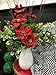 Floral Supply Online - White Home Decor Vase and Flower Guide Booklet - Decorative Glass Flower Vase for Floral Arrangements, Weddings, Parties, and Office Decor.
