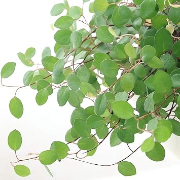 Amazon Co Jp 観葉植物 ワイヤープランツ ３号 ３ポット ペット用品