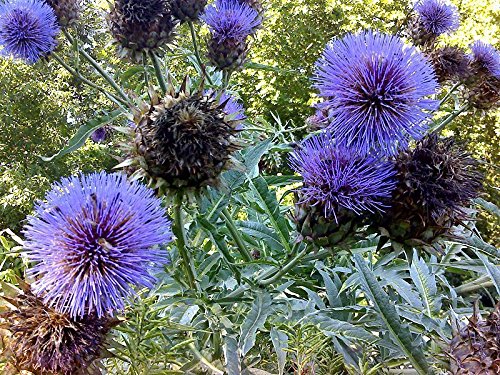 Plentree Cardoon- 7+ Seeds. Organic, Non-GMO. (Cynara) Dramatic Plant, Artichoke Taste!