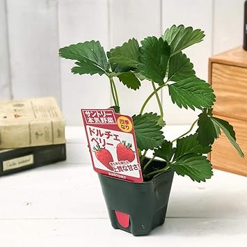 Amazon Co Jp 野菜苗 サントリー 本気野菜 イチゴ ドルチェベリー 3号ポット 果物 果菜苗 イチゴ苗 いちご苗 いちご 四季なり ホーム キッチン