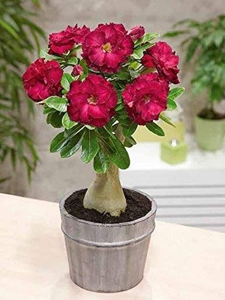 Creative Farmer Bonsai Live Plant Dwarf Rare Adenium Red Double Layer Outdoor Flowering Organic Kerala Hybrid Plants For Home (1 Live Bonsai Plant)_PLANT-93-ADENIUM813ll@