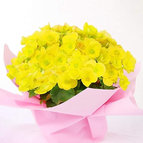 Amazon 母の日ギフト ベゴニア コスモノア 花束 オンライン通販