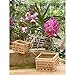 4 in Wooden Square Basket with Hanger (2-Pack)thumb 2