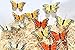 butterfly artificial made of feather (3.25'' flower mix color)