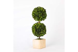 BOXWOOD WORLD Potted Preserved Boxwood Topiary Green Plant for Home Decor Double Ball Shape 12 inch Tall (Boxwood Double Ball Topiary, 12 INCH)