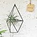 1 PCS Rustic Wall Mount Hanging Irregular Pentagon Geometric Metal Tillandsia Air Plants Holder Rack Black Wall Accent Decor (Black)