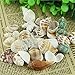Tuliptown Various Sizes Mixed Natural Sea Shells Beach Seashells DIY Craft Decorations for Wedding Garden Aquarium - Pack of 3.5oz Seashells