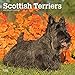Scottish Terriers 2019 12 x 12 Inch Monthly Square Wall Calendar, Animals Dog Breeds