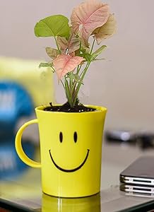 Rolling Nature Good Luck Syngonium Pink in Smiley Cup