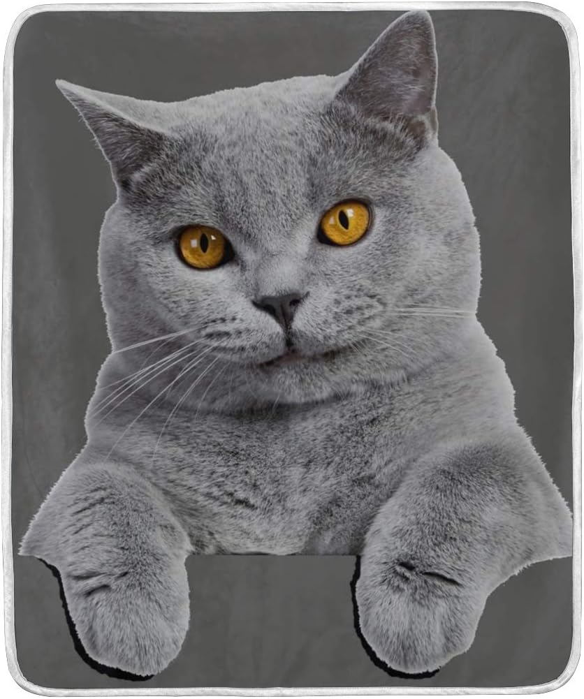 british shorthair available adults