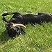 ONE (1) Extra Large Sized Elk Antler Chew Bone for Large Dogs, 9