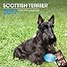 LittleGifts Scottish Terrier 2017 Calendar (3064)