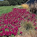 Outsidepride Wave Petunia Seeds - 30 Pcs