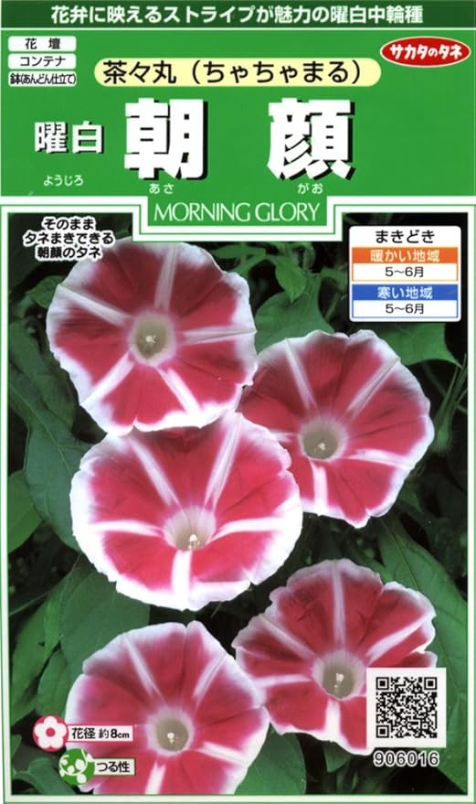 Amazon サカタのタネ 実咲花6016 曜白朝顔 茶々丸 花