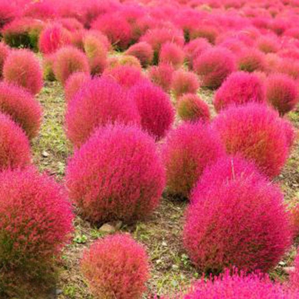 Кохия и Амарант на клумбе