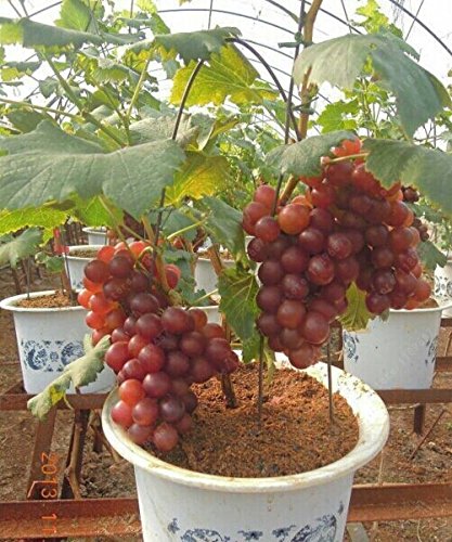 Vajra Seeds Red Grapes fruit Seeds Sweet Delicious Fruits Home/Garden 5 Seeds Pack