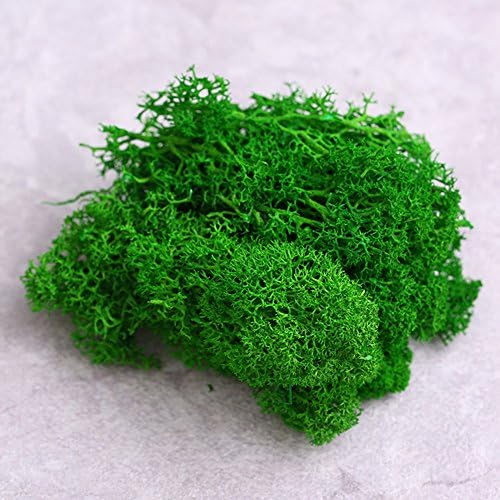 Ancdream DIY Material Preserved Moss Dark Green 10g per pack
