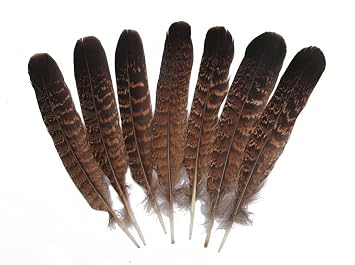 618KYpIgmFL._SX355_.jpg