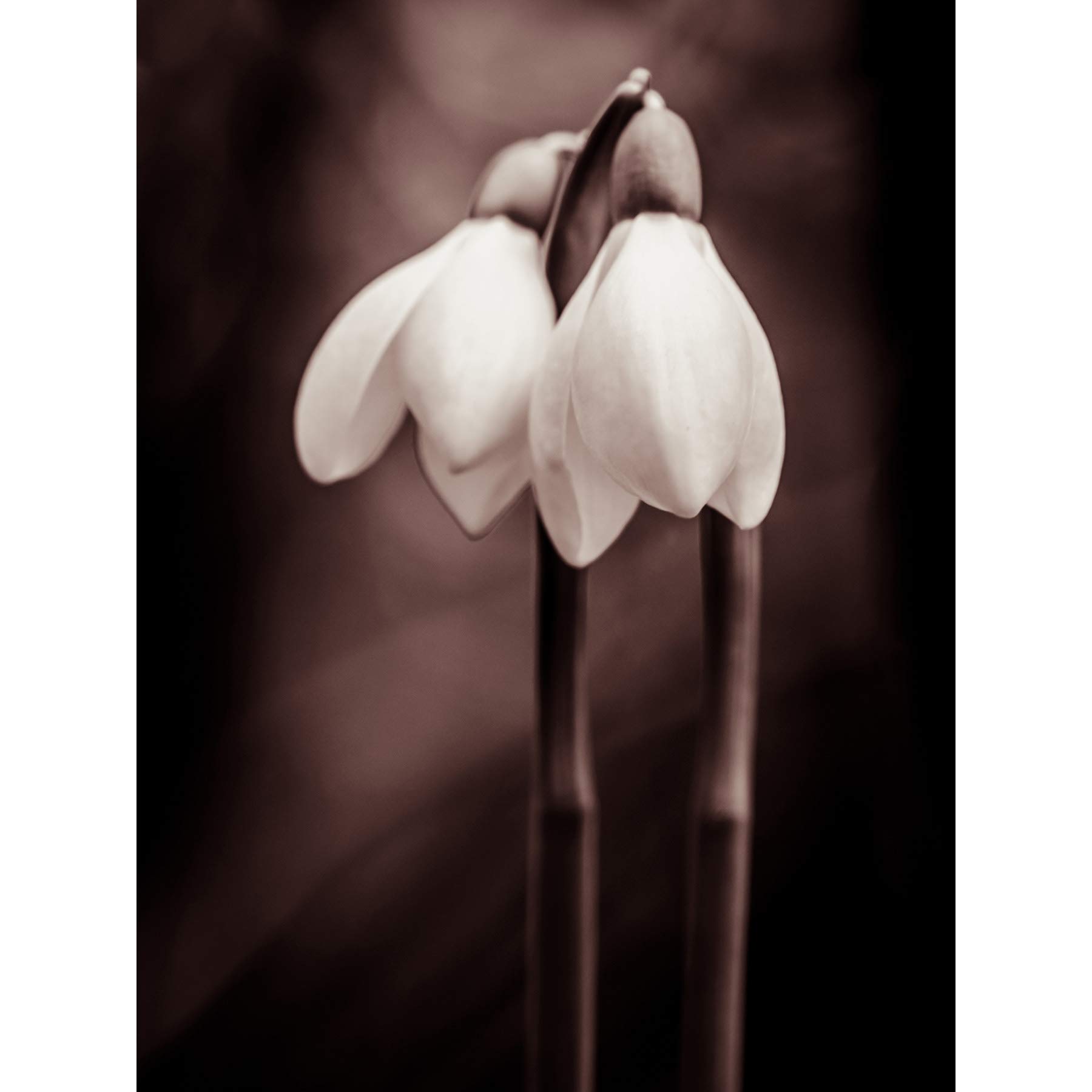 Two Snowdrops Photograph Large Wall Art Print Canvas Premium Poster