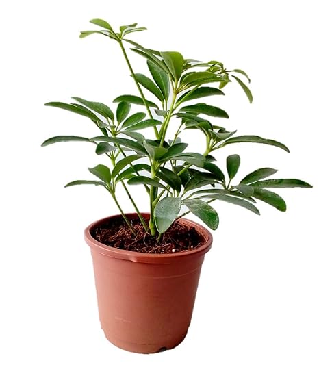 Root Bridges Schefflera Umbrella Indoor Plant (Pot Included)