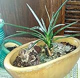 Joshua Tree 10 Seeds - Yucca brevifolia - Cactus