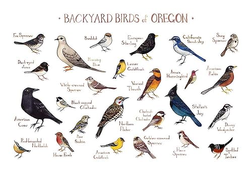 Amazon Com Backyard Birds Of Oregon Field Guide Art Print Handmade