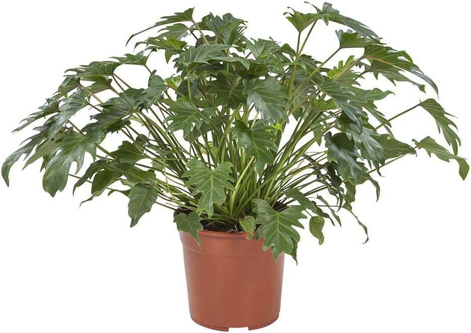 Indoor Plant from Botanicly – Climbing Philodendron – Height: 70 cm – Philodendron Xanadu