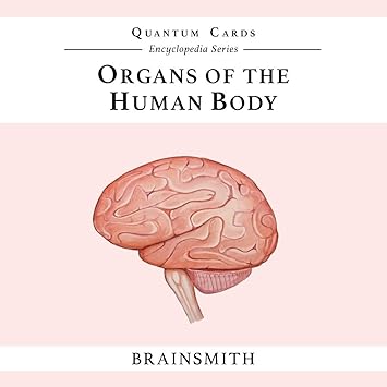 Brainsmith Quantum Flash Cards, Human Body - Educational Flashcard Set for Toddlers and Kids (8 months to 8 years) for Visual and Brain Development