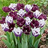 Black & White Tulip Seeds 30+ Seeds Upc 648620997845
