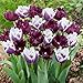 Black & White Tulip Seeds 30+ Seeds Upc 648620997845