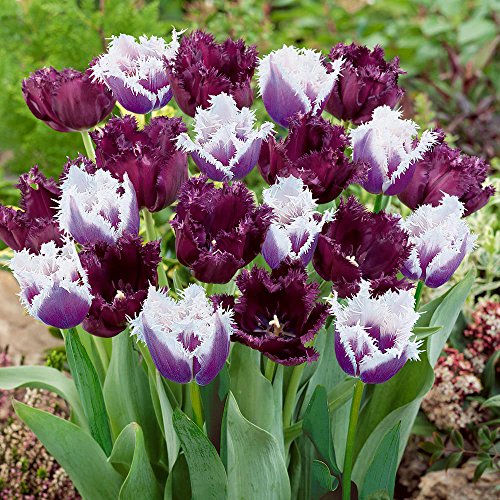 Black & White Tulip Seeds 30+ Seeds Upc 648620997845