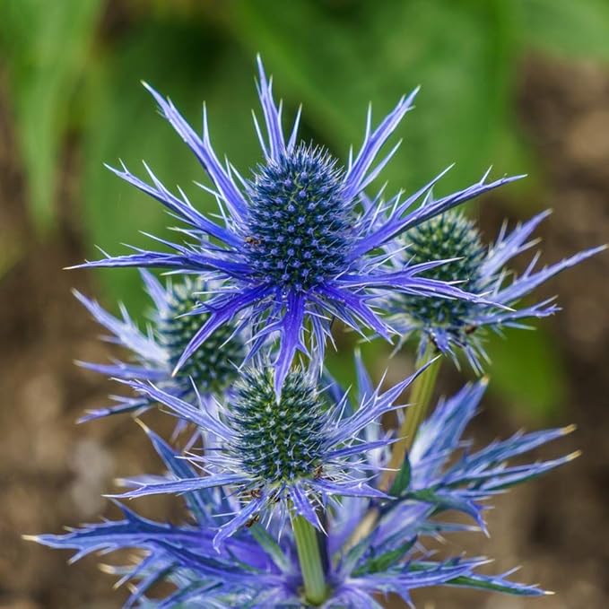 Eryngium planum 'Blue Hobbit' Sea Holly Amazon.co.uk Garden & Outdoors