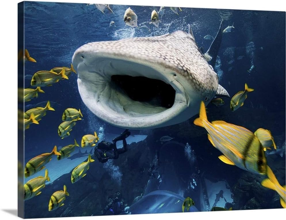 Whale Shark in Captivity Canvas Wall Art Print, 16"x12"x1.25"