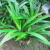 Hot Sale 5 Seeds/Pack Real Pandan Seeds Potted Annual Flower Seeds Pandan.DIY Home Garden&Bonsai Plant Seeds.