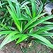 Hot Sale 5 Seeds/Pack Real Pandan Seeds Potted Annual Flower Seeds Pandan.DIY Home Garden&Bonsai Plant Seeds.