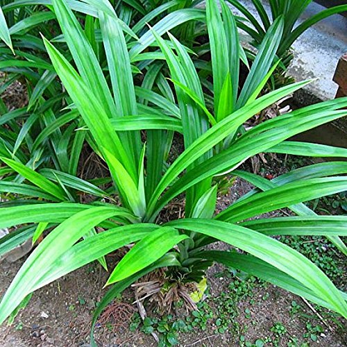 Hot Sale 5 Seeds/Pack Real Pandan Seeds Potted Annual Flower Seeds Pandan.DIY Home Garden&Bonsai Plant Seeds. Hot Sale 5 Seeds/Pack Real Pandan Seeds Potted Annual Flower Seeds Pandan.DIY Home Garden&Bonsai Plant Seeds.