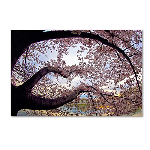 Trademark Fine Art "Cherry Blossoms 2014-1" Artwork by CATeyes, 30 by 47-Inch