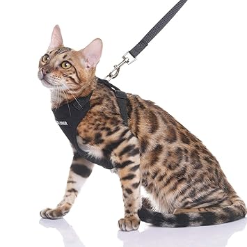 best cat harness for bengals