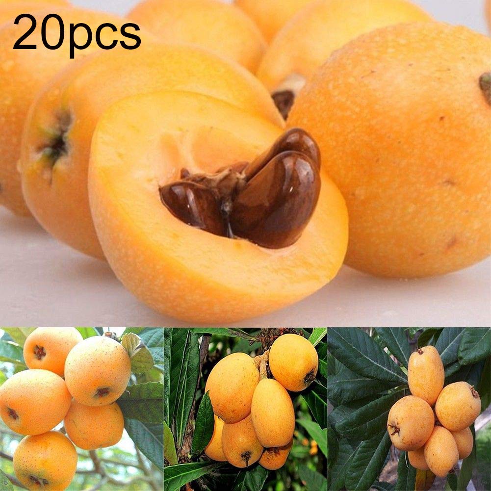 Buy Maserfaliw Loquat Tree Seed 20Pcs Loquat Tree Seed Moistening Lung Relieving Fruit Garden