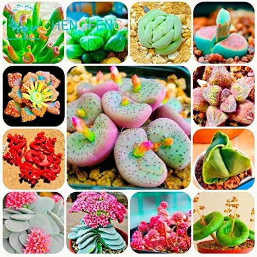 HOO PRODUCTS - 300/bag Mix Succulent Seeds Lotus Lithops Pseudotruncatella Bonsai Plants Seeds For Home & Garden Flower Pots Planters Sementes Brand New !