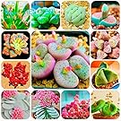 HOO PRODUCTS - 300/bag Mix Succulent Seeds Lotus Lithops Pseudotruncatella Bonsai Plants Seeds For Home & Garden Flower Pots Planters Sementes Brand New !