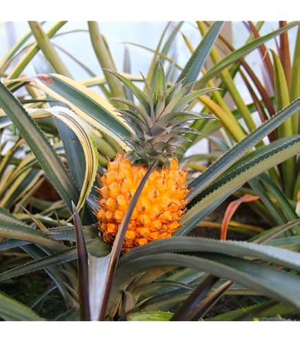 Amazon.com : Pineapple Live Fruiting Plant 'White Jade' Ananas