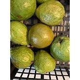 Pink Guava 4 LBS